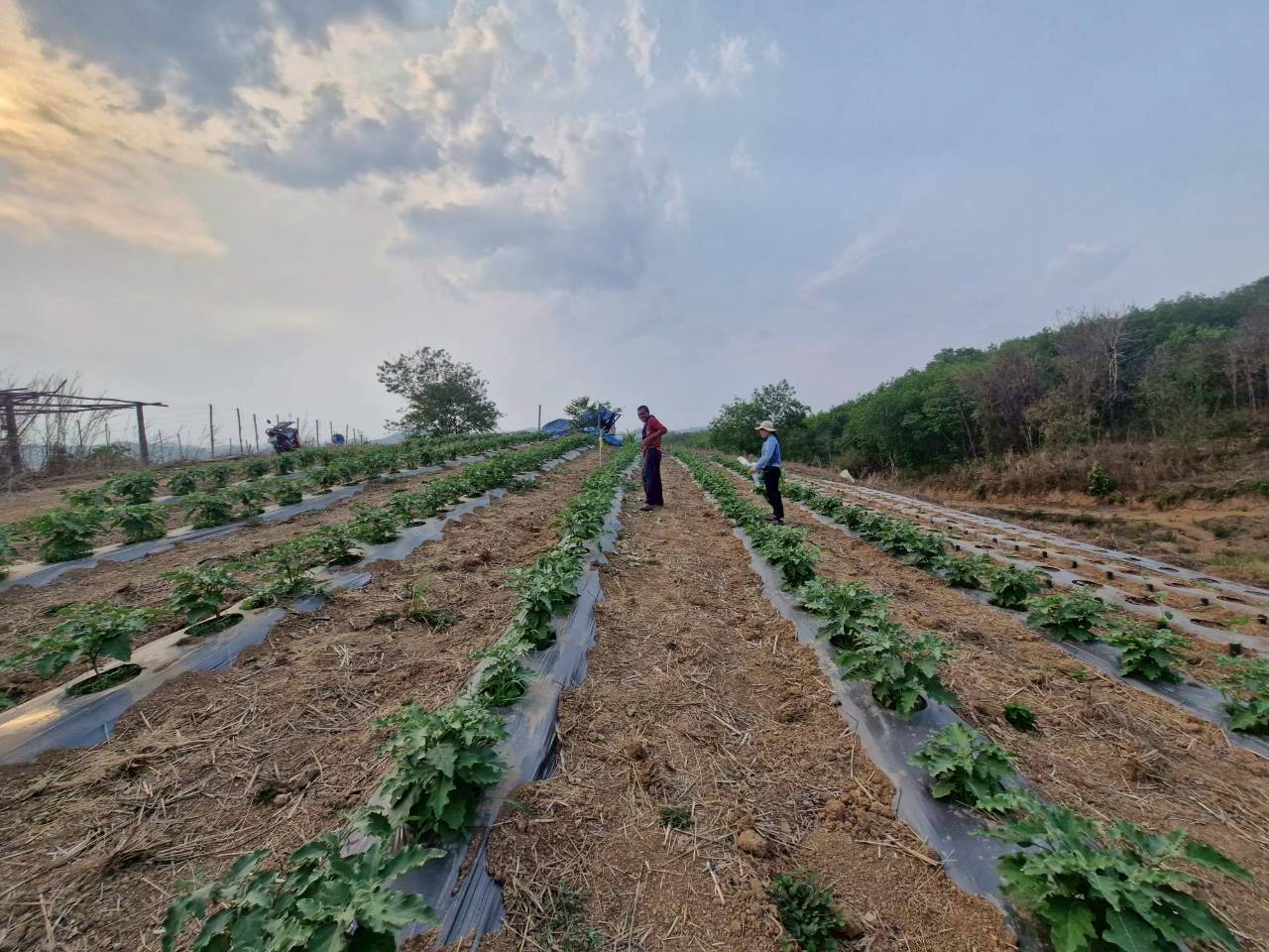 พช.ปากชม ลงพื้นที่แปลง "โคก หนอง นา" บ้านห้วยอาลัย ชูโมเดลความมั่นคงทางอาหาร สู้ทุกวิกฤตด้วยวิถีพอเพียง