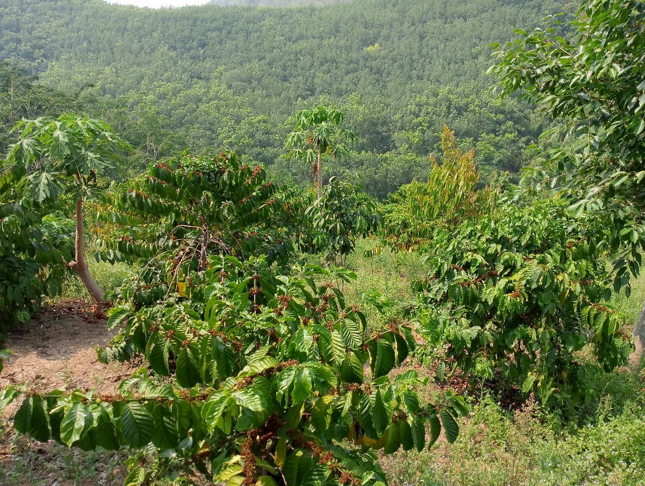 พช.ปากชม ลงพื้นที่ติดตามกลุ่มกาแฟบ้านเลิง หนุนเสริมศักยภาพ สร้างมูลค่าเพิ่มสู่เศรษฐกิจชุมชนแบบครบวงจร